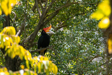 Rhinoceros hornbill Perching on a Tree in Malaysia © Sean