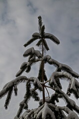 Pine peak against sky after blizzard with strong wind and heavy snowfall, Sofia, Bulgaria 