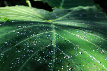 Green Leaf with Water Drops Close Up in Nature Background