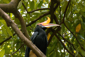 Close up of a  Rhinoceros hornbill Perching on a Tree in Malaysia