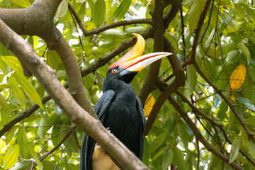 Close up of a  Rhinoceros hornbill Perching on a Tree in Malaysia