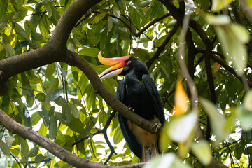 Close up of a  Rhinoceros hornbill Perching on a Tree in Malaysia