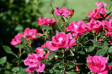 バラ「ノックアウト」バラの殿堂入り Rose 