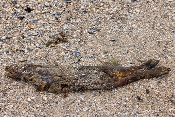 Carcass of a dead Dutch seal on the coast of the Wadden Sea in The Netherlands