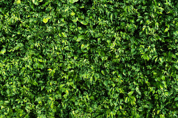 Green leaves texture. Climber plant background. Creeper plant texture. Gedge bush pattern. Natural...
