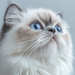 Portrait of Persian Cat Isolated on White Background