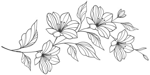 Line art floral botanical on transparent background vector. floral, flowers, leaves, foliage, branches in hand drawn. Floral element design