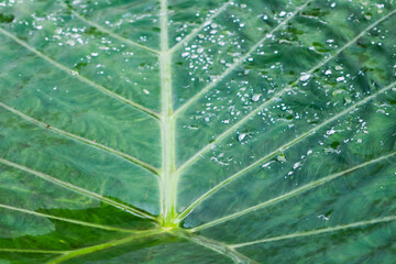 Closeup Green Leaf Texture With Water Droplets