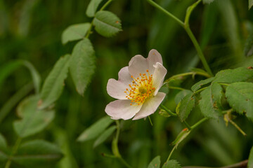 Blooming yellow bladder-senna flower on a summer sunny day macro photo. Wildflower with yellow petals in the meadow close-up photo.	
