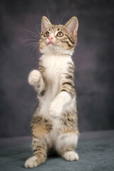 A cute kitten stands in a column, on its hind legs. a white belly is visible. Dark background