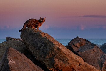 Naklejka premium A Bengal cat sits on the sea cliffs in the rays of the sunset. In the distance you can see the sea and clouds.
