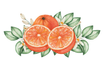 Watercolor illustration. Hand painted oranges, grapefruits, tangerines with green leaves and flowers. Cut in half, slice, whole citrus fruits. Fresh juice ingredient. Food. Isolated clip art