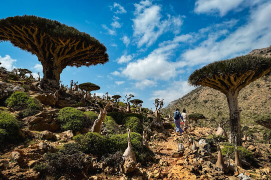 Exploring the unique Socotra landscape filled with dragon blood trees and diverse flora