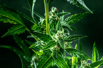 Cannabis plant with green leaves and white flowers, with trichomes and yellow stigmas. Harvesting organic cannabis indoors for CBD