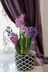 Fresh hyacinth flowers in a beautiful ceramic pot against the background of a window