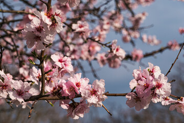 Close-up of pink almond blossoms in the Palatinate