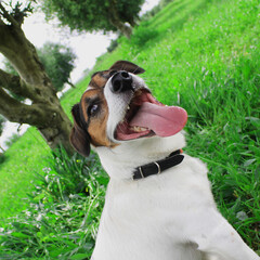 Jack Russell terrier stand in the green grass with tongue outside