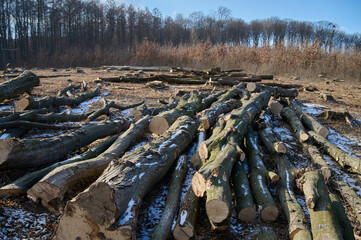 Cut timber lies on the ground in a tranquil forest clearing on a cold winter day with clear skies.