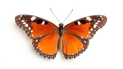 Obraz premium Orange and black butterfly with intricate wing patterns on white background. Concept of transformation, nature, and biodiversity. Perfect for wildlife, ecology, and artistic visuals