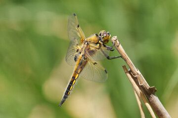 Detailed Close-Up of a Broad-Bodied Chaser Dragonfly