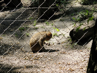 Captive Monkey in Cage Behind the Wire Mesh