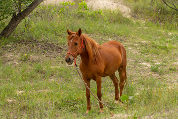 Fototapeta premium A beautiful brown horse with a blue halter stands near a fence in a rural setting. The horse looks calm and attentive. Sunlight highlights its glossy coat, with other horses and trees.