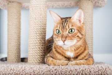 Bengal cat sitting on scratching post