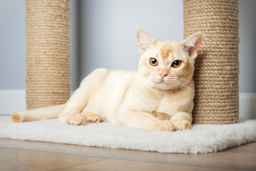 Burmese cat resting on scratching post.