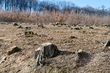 Tree stumps remain in a cleared area where deforestation has occurred, exposing the bare earth and dried foliage.