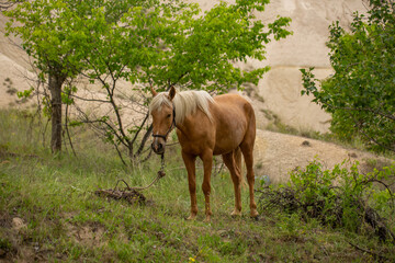 A beautiful brown horse with a blue halter stands near a fence in a rural setting. The horse looks...