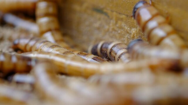 King mealworm (zophobas morio) is a popular feed ingredient that is widely used to give to reptiles, songbirds and other poultry.