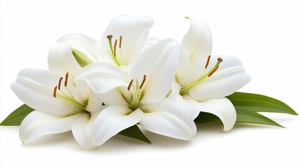 White lilies bouquet, studio shot, sympathy, condolence