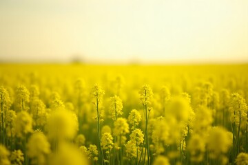 A field of bright yellow mustard flowers stretching to the horizon, gently swaying in the breeze.