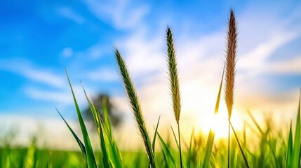 Fototapeta premium Close up of tall grass illuminated by warm sunset light, vibrant green blades against a clear blue sky. Golden hour light bathes the scene in a