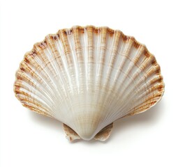 Isolated scallop shell on white background