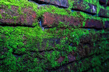 Green Moss Growing on Brick Wall Texture Nature Abstract Background