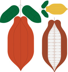 Cacao vector illustration