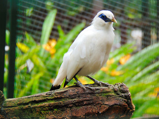 White bird of Bali Myna on a branch