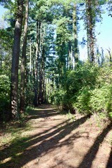 The trail though the pine trees in the forest.