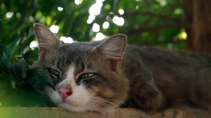 cat sitting on a tree outdoor stray cat look very happy take a nap