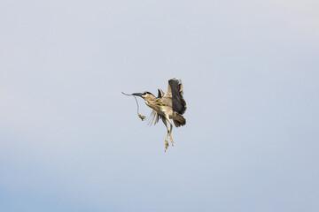 Black Crowned Night Heron bird flying with wings spread in Penang Malaysia