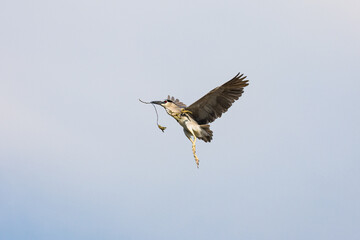 Black Crowned Night Heron bird flying with wings spread in Penang Malaysia