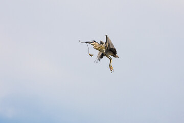 Black Crowned Night Heron bird flying with wings spread in Penang Malaysia
