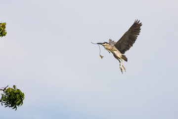 Black Crowned Night Heron bird flying with wings spread in Penang Malaysia