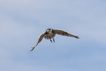 Black Crowned Night Heron bird flying with wings spread in Penang Malaysia
