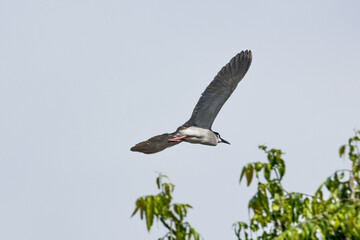 Black Crowned Night Heron bird flying with wings spread in Penang Malaysia