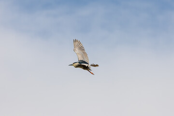 Black Crowned Night Heron bird flying with wings spread in Penang Malaysia