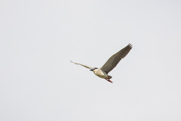 Black Crowned Night Heron bird flying with wings spread in Penang Malaysia