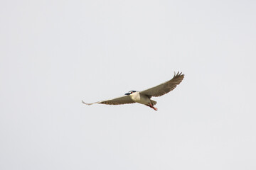 Black Crowned Night Heron bird flying with wings spread in Penang Malaysia