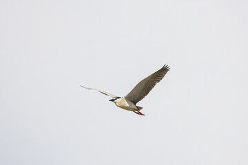 Black Crowned Night Heron bird flying with wings spread in Penang Malaysia